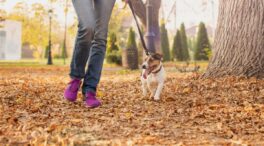 El Gobierno obligará a los futuros dueños de perros a hacer un curso online de cuatro horas