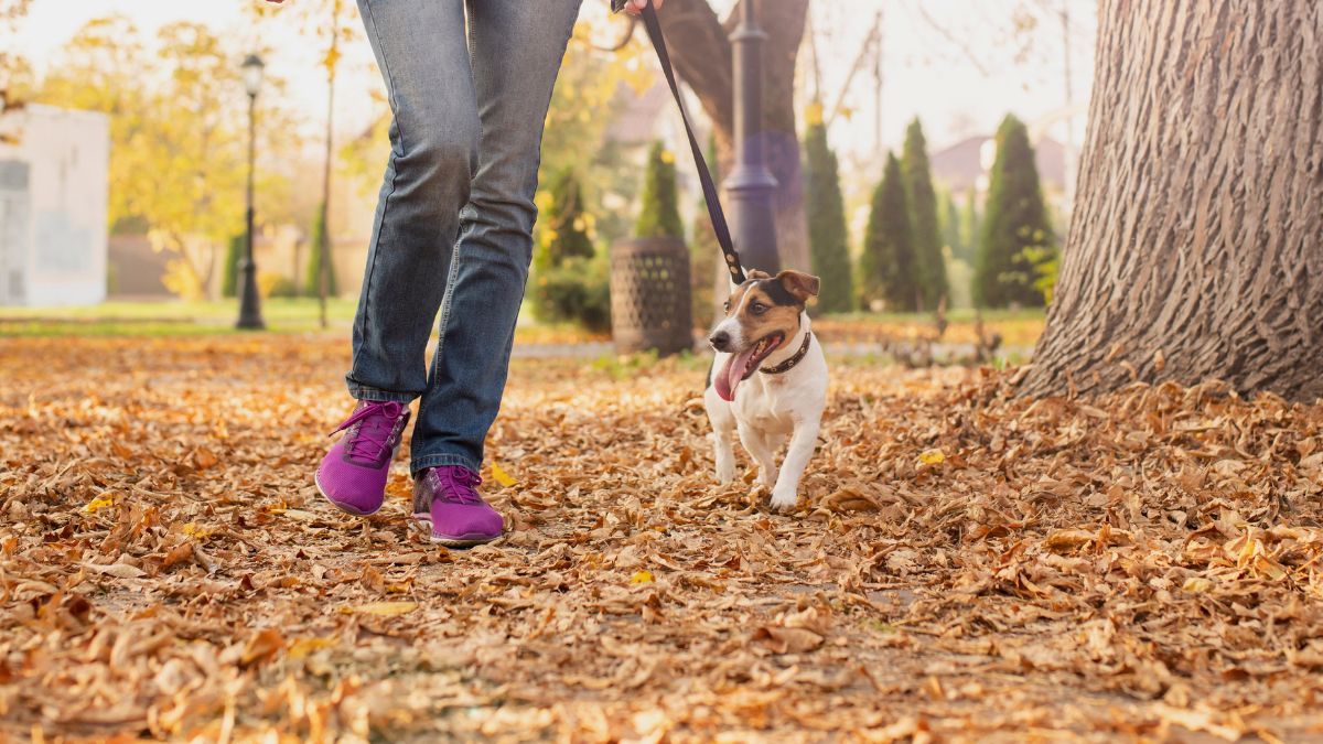 El Gobierno obligará a los futuros dueños de perros a hacer un curso online de cuatro horas