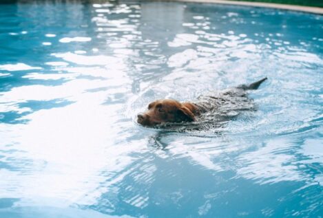 Advance elabora un decálogo para el cuidado de mascotas en verano