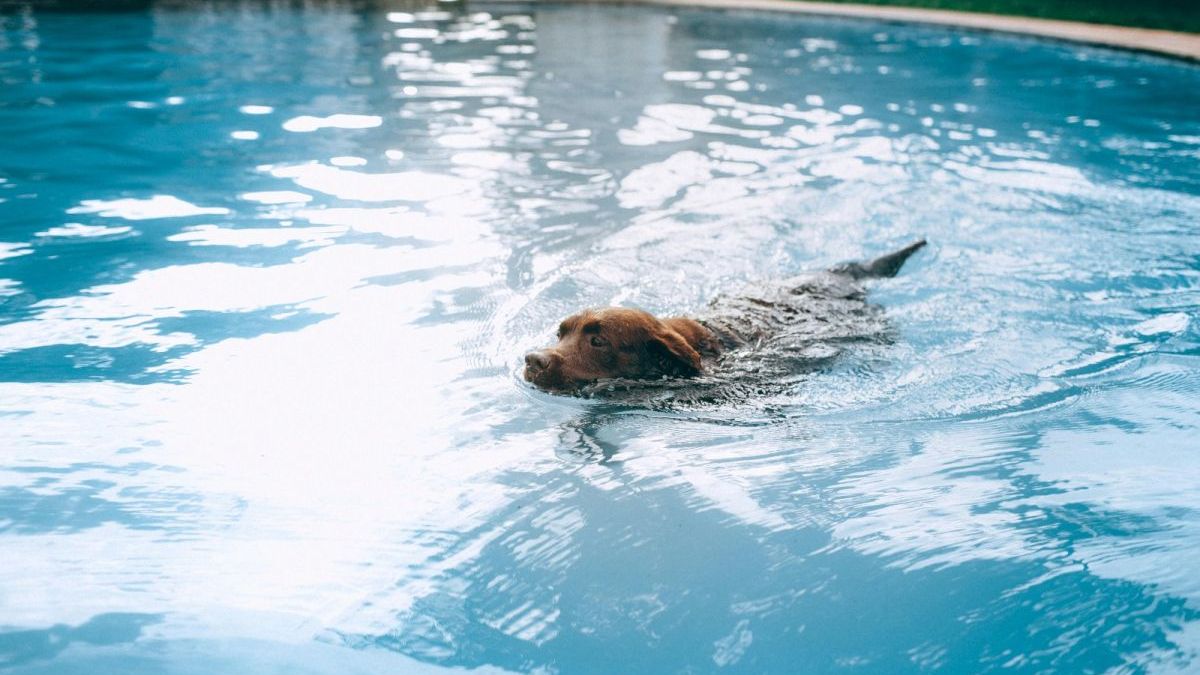 Advance elabora un decálogo para el cuidado de mascotas en verano