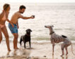 Tu perro también sufre en verano: cómo protegerlo de quemaduras y golpes de calor