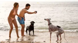 Tu perro también sufre en verano: cómo protegerlo de quemaduras y golpes de calor