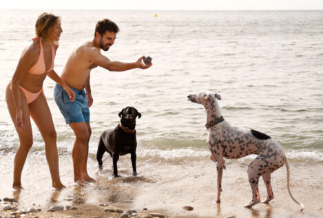 Tu perro también sufre en verano: cómo protegerlo de quemaduras y golpes de calor