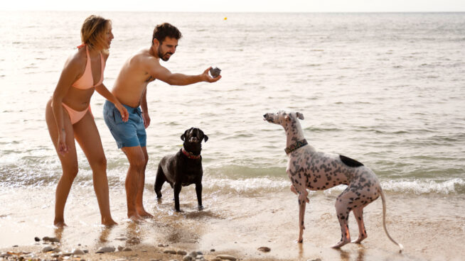 Tu perro también sufre en verano: cómo protegerlo de quemaduras y golpes de calor