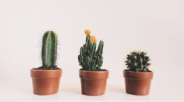 Expertos explican por qué la tierra de tus cactus tiene una capa blanca y cómo remediarlo