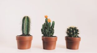 Expertos explican por qué la tierra de tus cactus tiene una capa blanca y cómo remediarlo