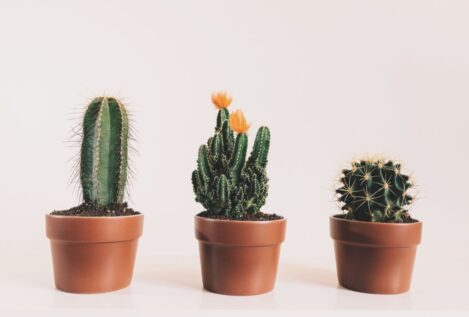 Expertos explican por qué la tierra de tus cactus tiene una capa blanca y cómo remediarlo