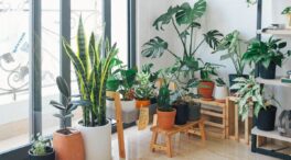 El truco de una enfermera para regar las plantas durante las vacaciones sin que se sequen