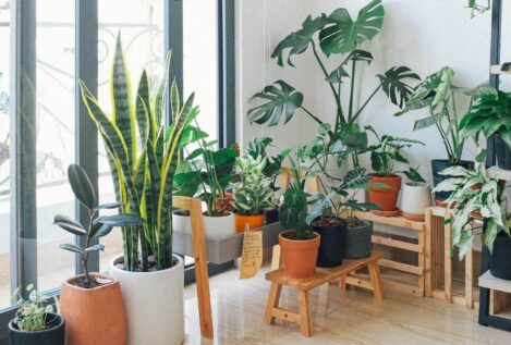 El truco de una enfermera para regar las plantas durante las vacaciones sin que se sequen