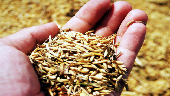 Asaja pide a Cesfac incluir avena en los piensos para salvar la cosecha