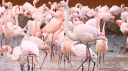 ¿Cuál es el secreto de los flamencos para tener una vejez más larga?