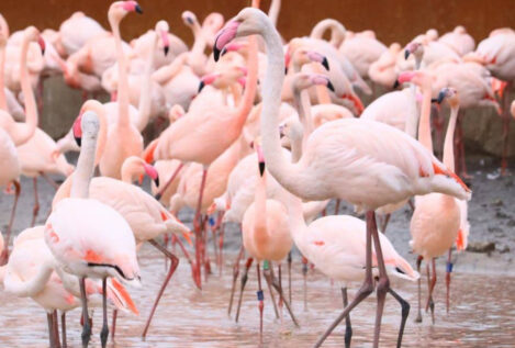 ¿Cuál es el secreto de los flamencos para tener una vejez más larga?