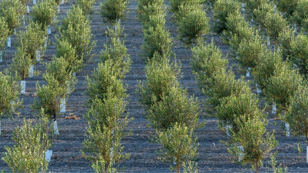 La exportación de aceite de oliva a EEUU se dispara un 14% a pesar de los aranceles