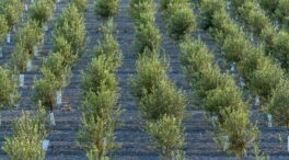 La exportación de aceite de oliva a EEUU se dispara un 14% a pesar de los aranceles