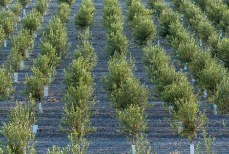 La exportación de aceite de oliva a EEUU se dispara un 14% a pesar de los aranceles
