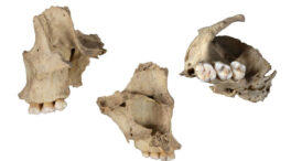 Hallan un nuevo caso de canibalismo durante el Neolítico en Atapuerca