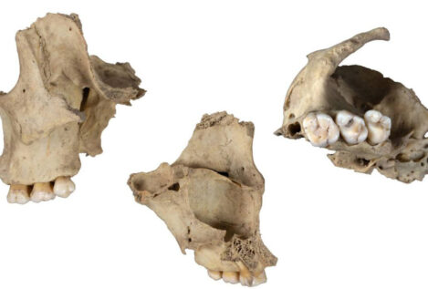 Hallan un nuevo caso de canibalismo durante el Neolítico en Atapuerca
