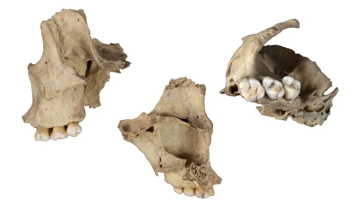 Hallan un nuevo caso de canibalismo durante el Neolítico en Atapuerca