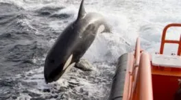 Salvamento Marítimo alerta a los barcos de que hay orcas al acecho en las Rías Baixas