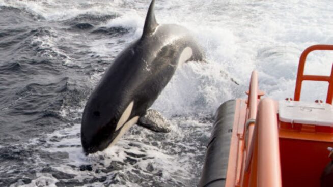 Salvamento Marítimo alerta a los barcos de que hay orcas al acecho en las Rías Baixas