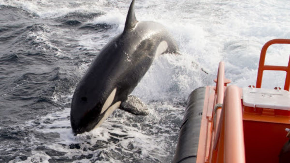 Salvamento Marítimo alerta a los barcos de que hay orcas al acecho en las Rías Baixas