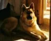 Envenenan al perro de un alcalde socialista de Huelva tras suspender la suelta de vaquillas