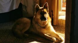 Envenenan al perro de un alcalde socialista de Huelva tras suspender la suelta de vaquillas