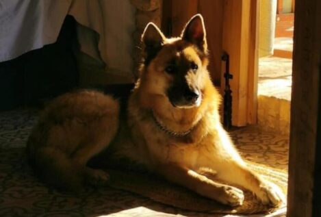 Envenenan al perro de un alcalde socialista de Huelva tras suspender la suelta de vaquillas