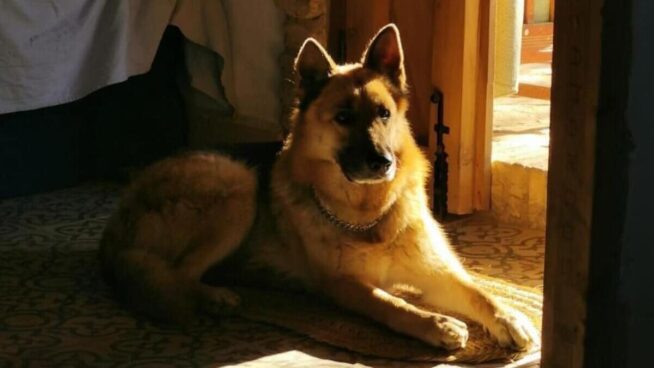 Envenenan al perro de un alcalde socialista de Huelva tras suspender la suelta de vaquillas