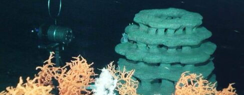 Impulsan la recuperación de corales en el mar de Alborán con arrecifes artificiales