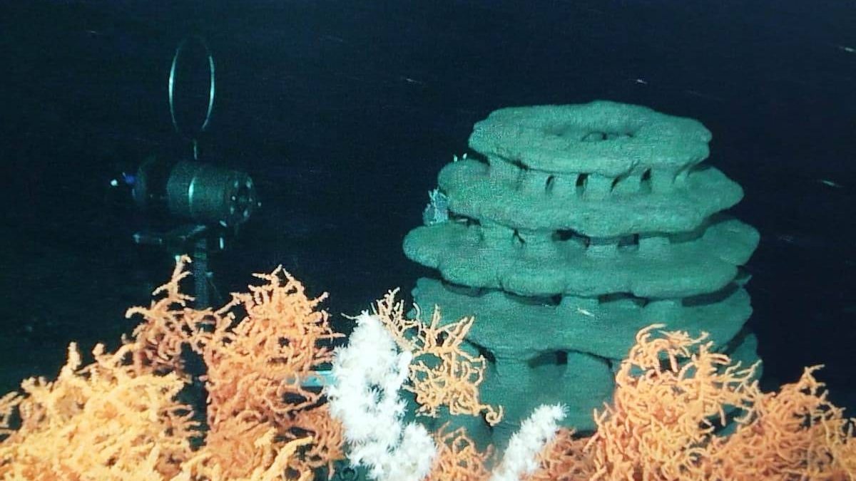 Impulsan la recuperación de corales en el mar de Alborán con arrecifes artificiales