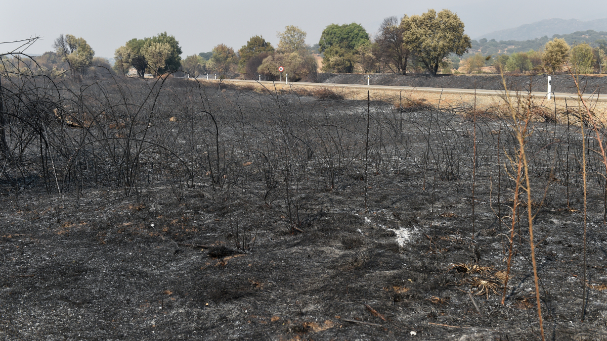 El Gobierno estima en 393.279 las hectáreas afectadas por los incendios forestales en 2025