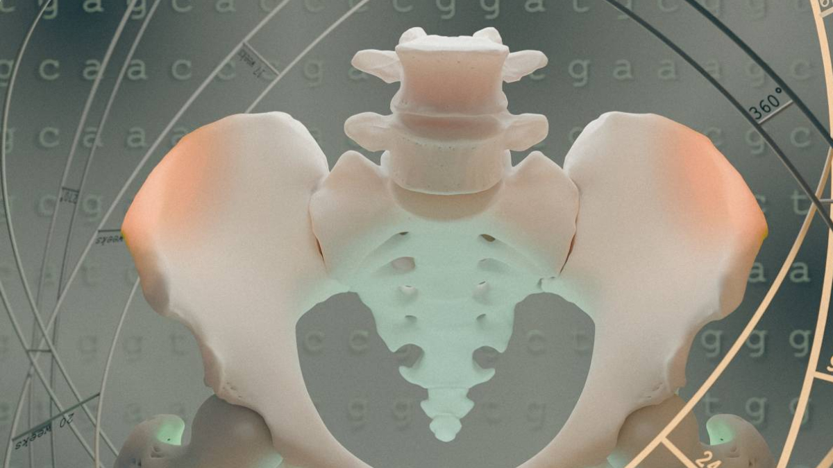 Dos innovaciones en la pelvis dieron a nuestros ancestros la capacidad de caminar erguidos