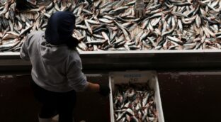 Los mercados reciben menos sardinas y más caras por la escasez y el tope pesquero