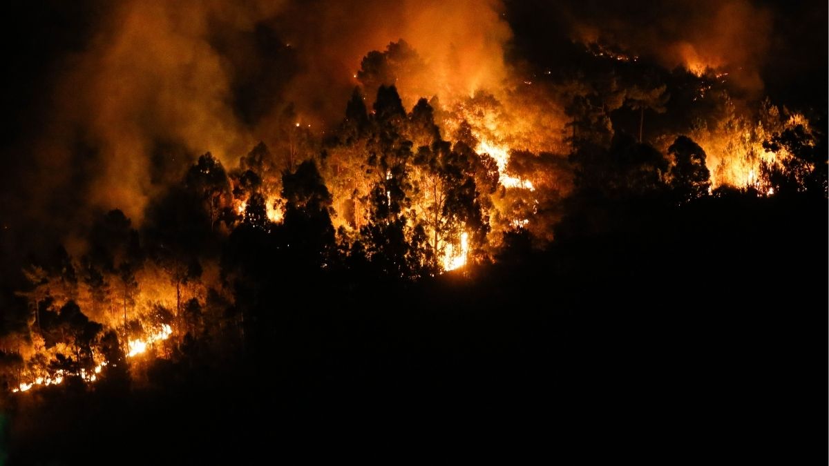 Ciencia ha participado en 51 proyectos sobre incendios forestales con nueve millones