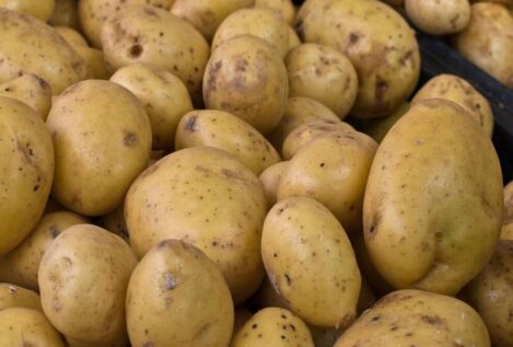 Asaja exige a Castilla y León precios justos para la patata