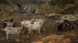 Prohibida la caza en Orense mientras se mantiene el nivel de emergencia por incendios