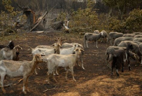 Prohibida la caza en Orense mientras se mantiene el nivel de emergencia por incendios