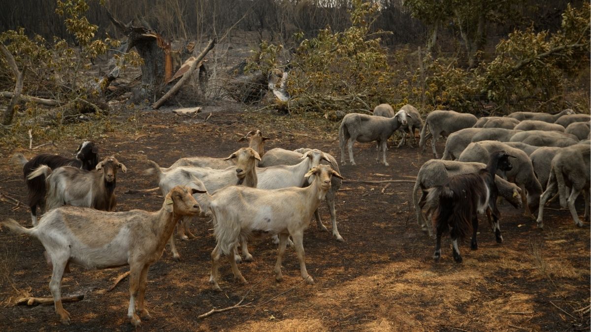Prohibida la caza en Orense mientras se mantiene el nivel de emergencia por incendios
