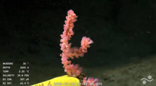 Logran retransmitir en directo una expedición oceánica a 3.900 metros de profundidad