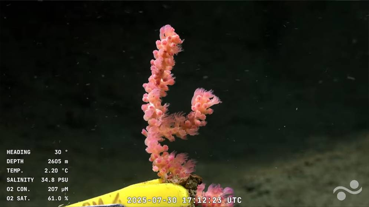 Logran retransmitir en directo una expedición oceánica a 3.900 metros de profundidad