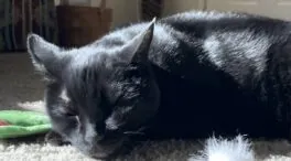 Un fármaco experimental controla tumores en gatos y podría ayudar a terapias humanas