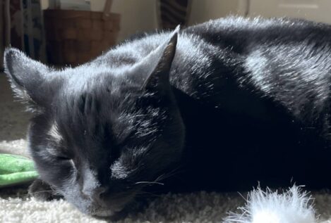 Un fármaco experimental controla tumores en gatos y podría ayudar a terapias humanas