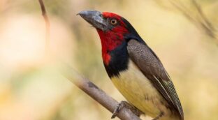 Las temperaturas extremas reducen las colonias de aves en regiones tropicales
