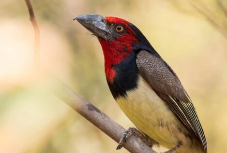 Las temperaturas extremas reducen las colonias de aves en regiones tropicales