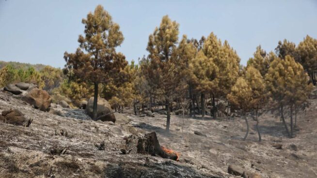 Castilla y León está en situación de alerta por riesgo de incendios forestales