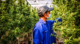 Sanidad deberá rendir cuentas sobre la concesión de licencias de cannabis medicinal