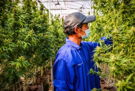 Sanidad deberá rendir cuentas sobre la concesión de  licencias de cannabis medicinal