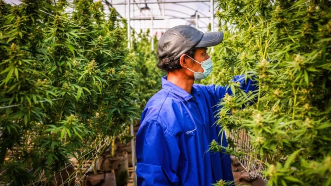 Sanidad deberá rendir cuentas sobre la concesión de licencias de cannabis medicinal