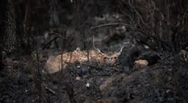 Pacma recoge y reparte alimentos para los animales afectados por los incendios